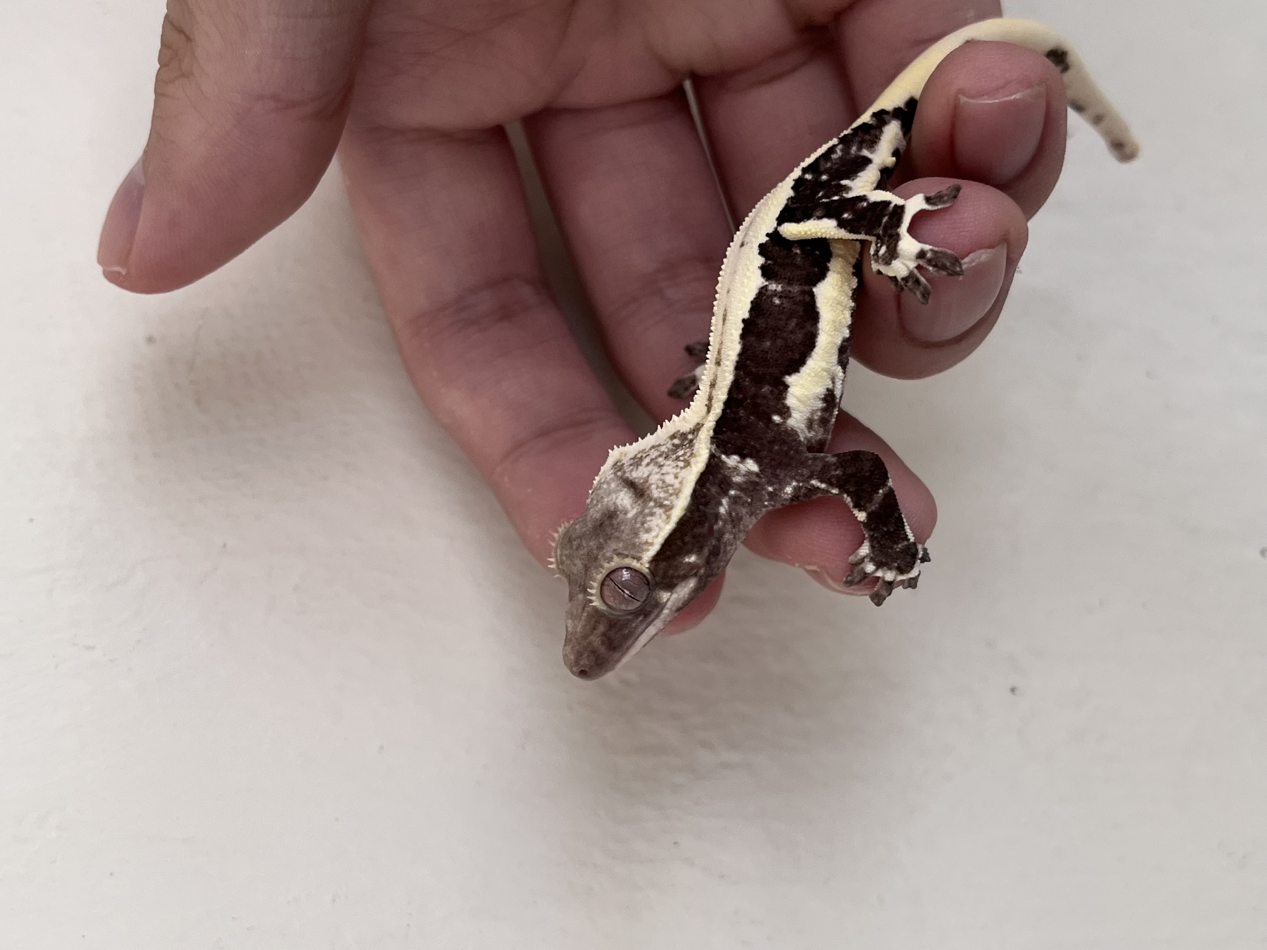 Lilly Axanthic Solid Back