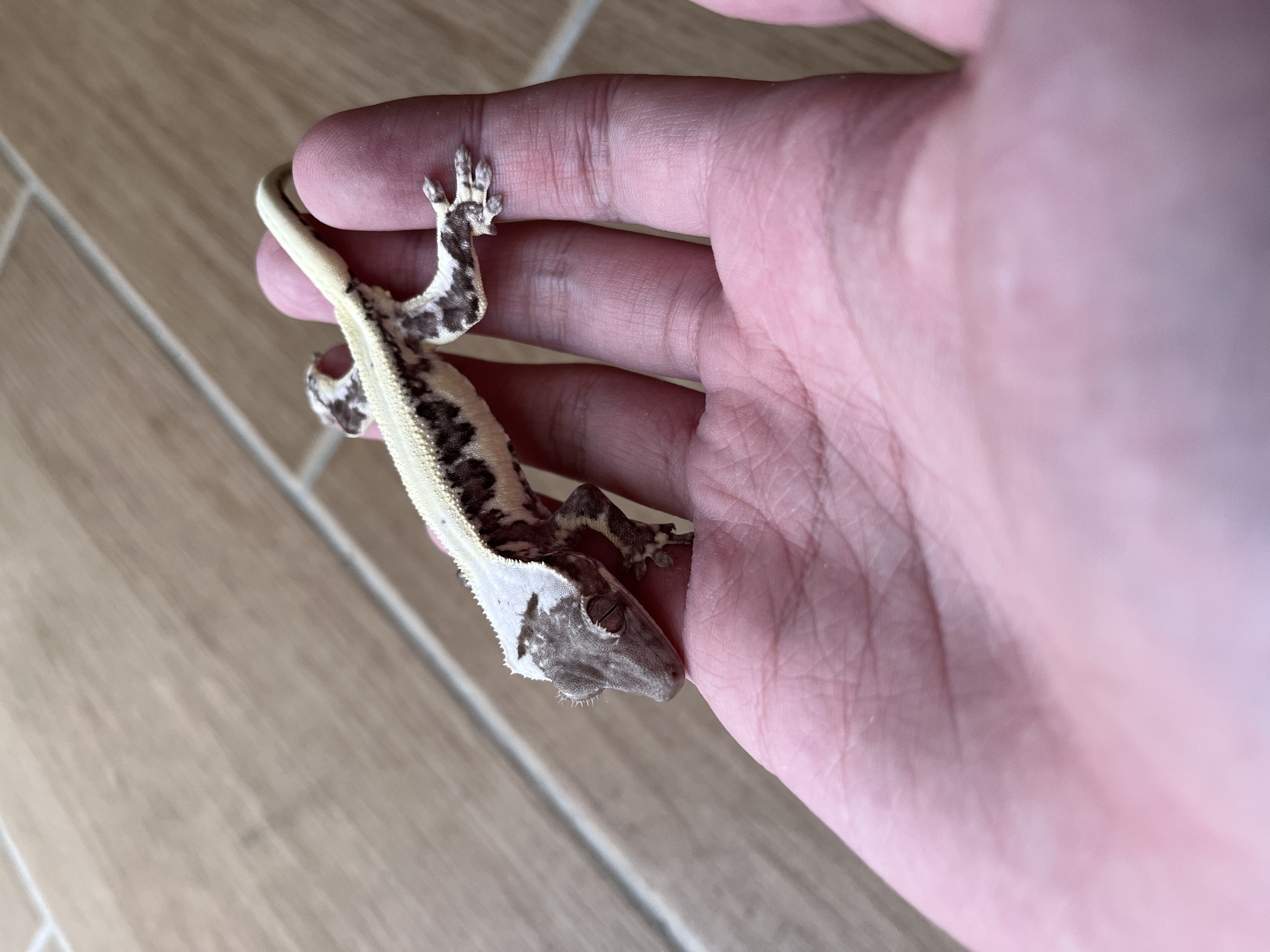 Solid Back Lilly Axanthic