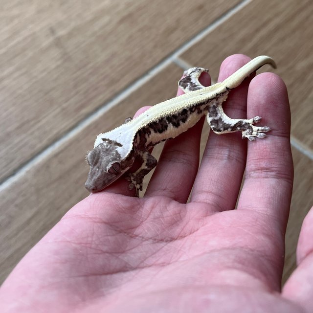 Solid Back Lilly Axanthic