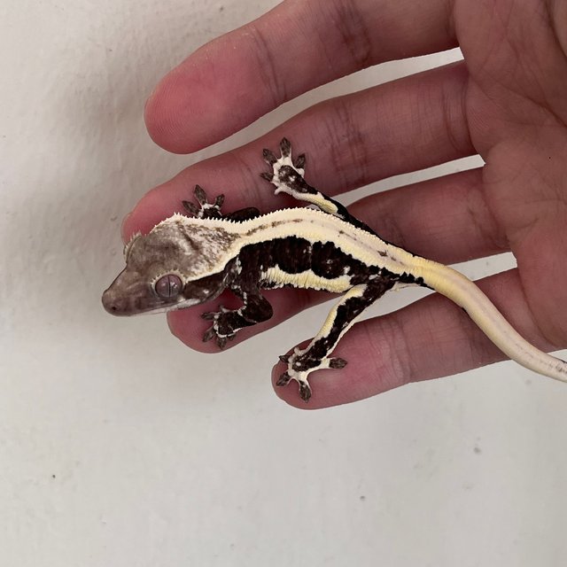 Lilly Axanthic Solid Back