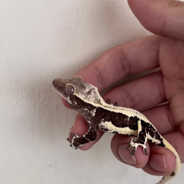 Lilly Axanthic Solid Back