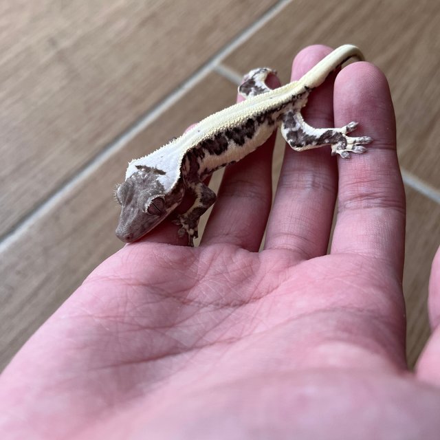 Solid Back Lilly Axanthic