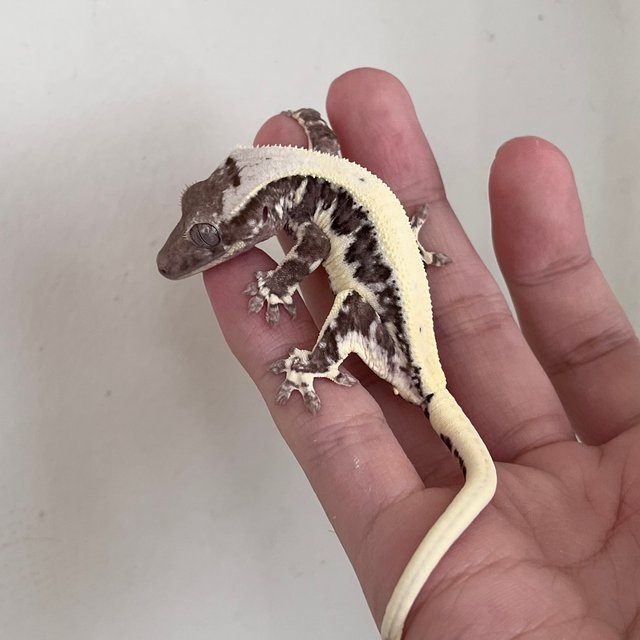 Solid Back Lilly Axanthic