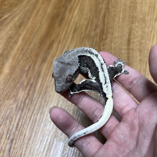 Lilly Axanthic Super Stripe