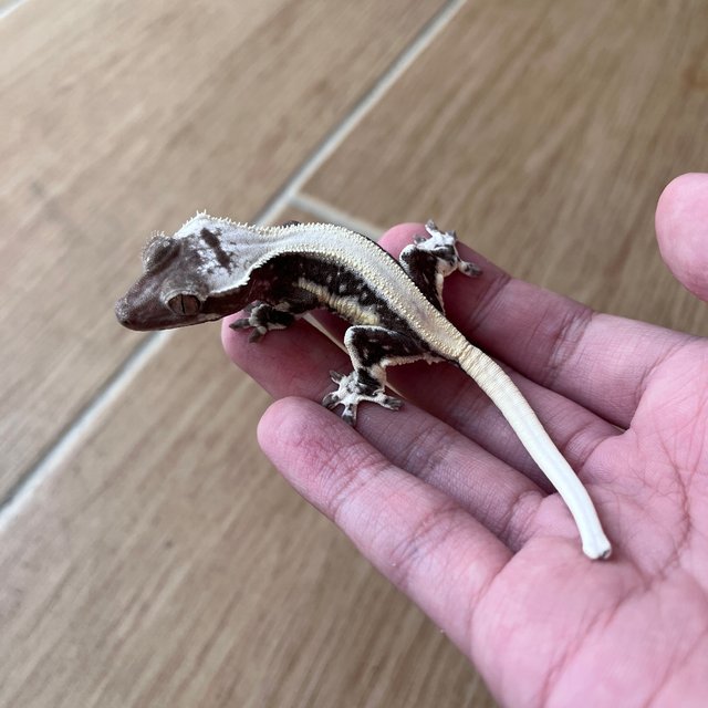 Solid Back Lilly Axanthic Drippy