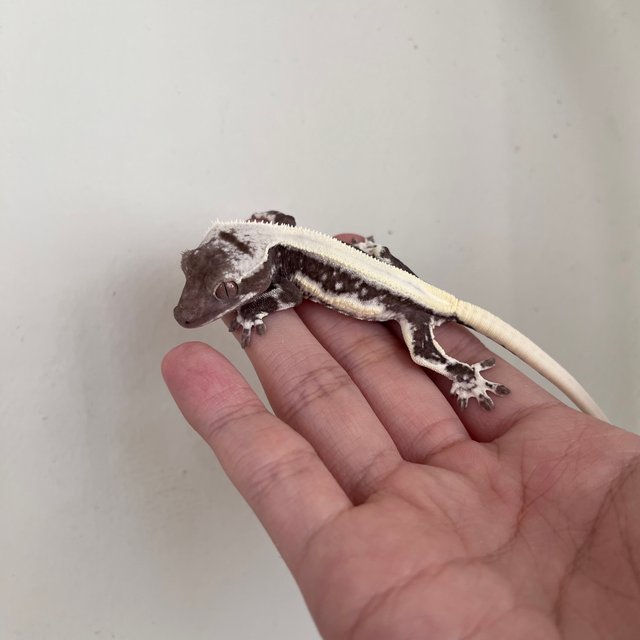 Solid Back Lilly Axanthic Drippy