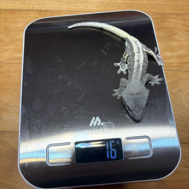 Lilly Axanthic Super Stripe