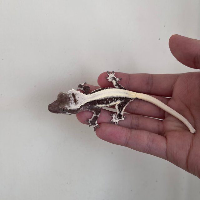 Solid Back Lilly Axanthic Drippy