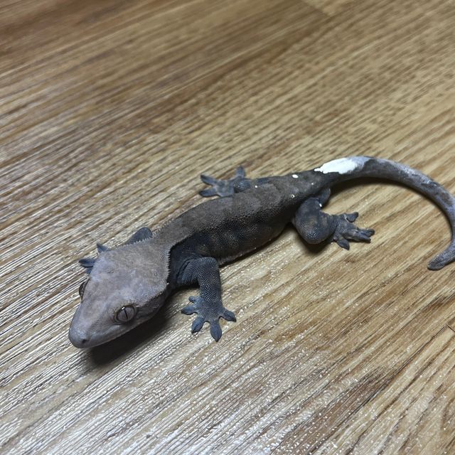 Cappuccino Patternless