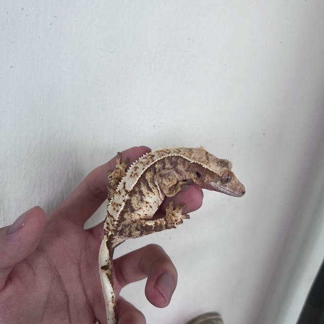 Tri Extreme Harlequin White