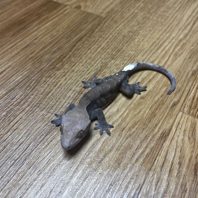 Cappuccino Patternless