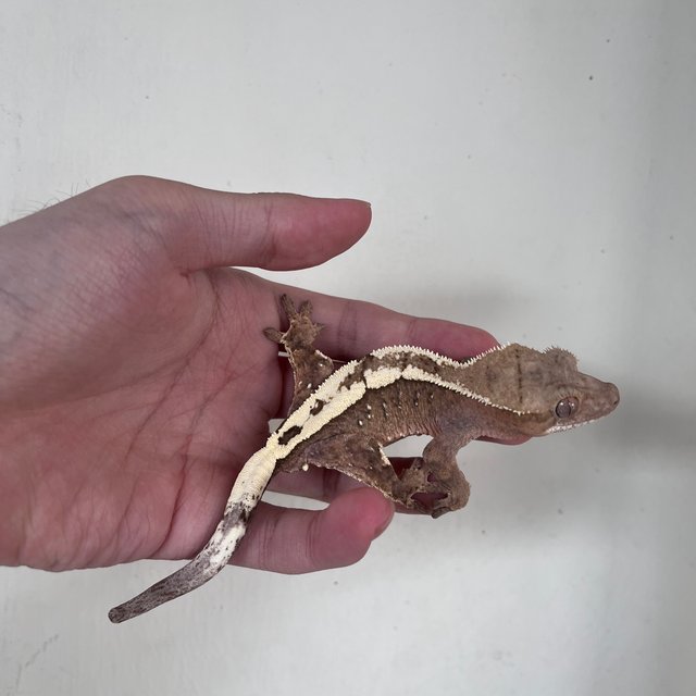 100% Het Axanthic Sable