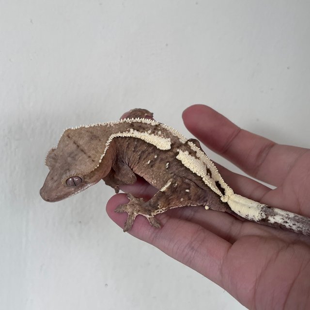 100% Het Axanthic Sable