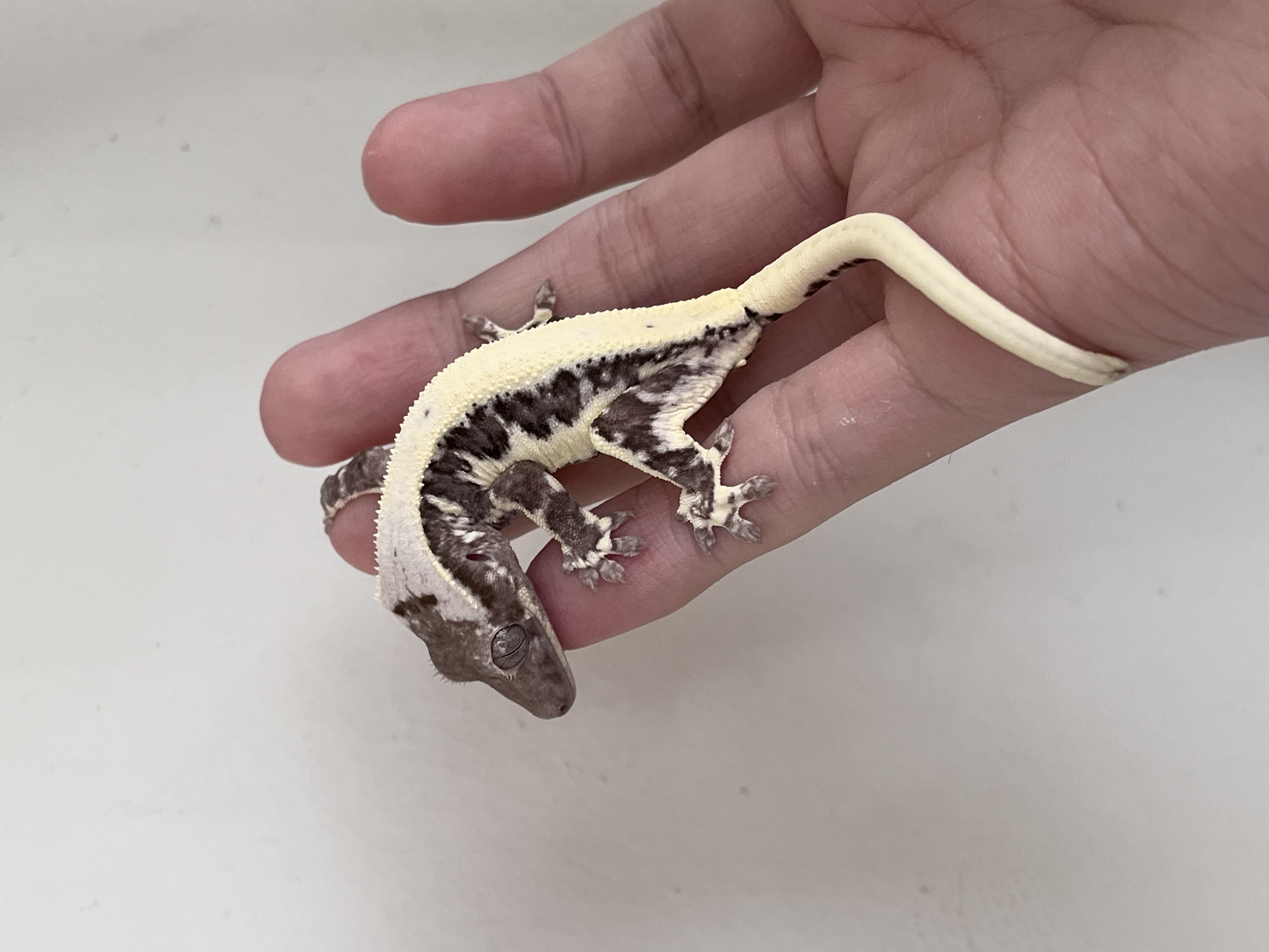 Solid Back Lilly Axanthic