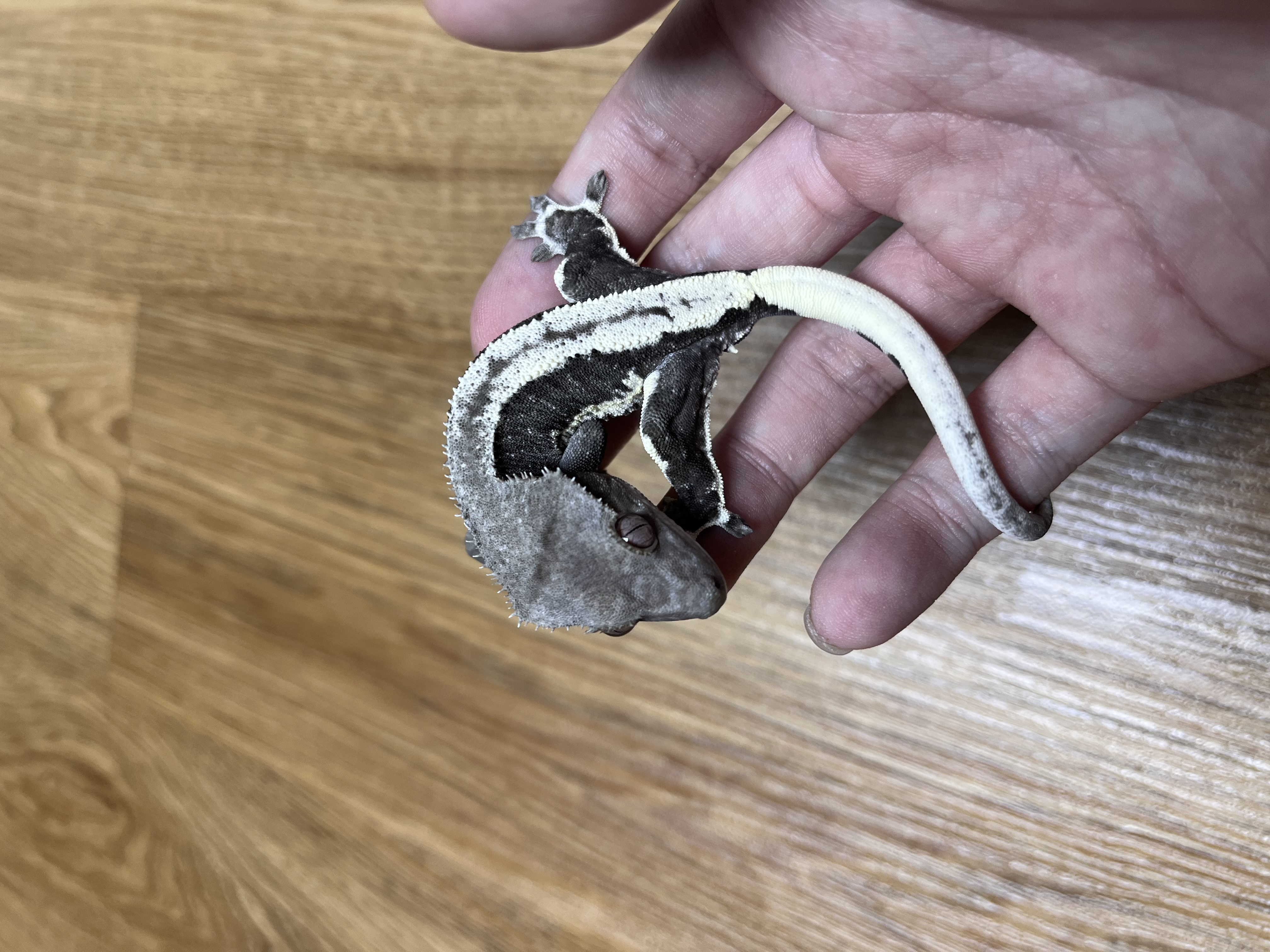 Lilly Axanthic Super Stripe