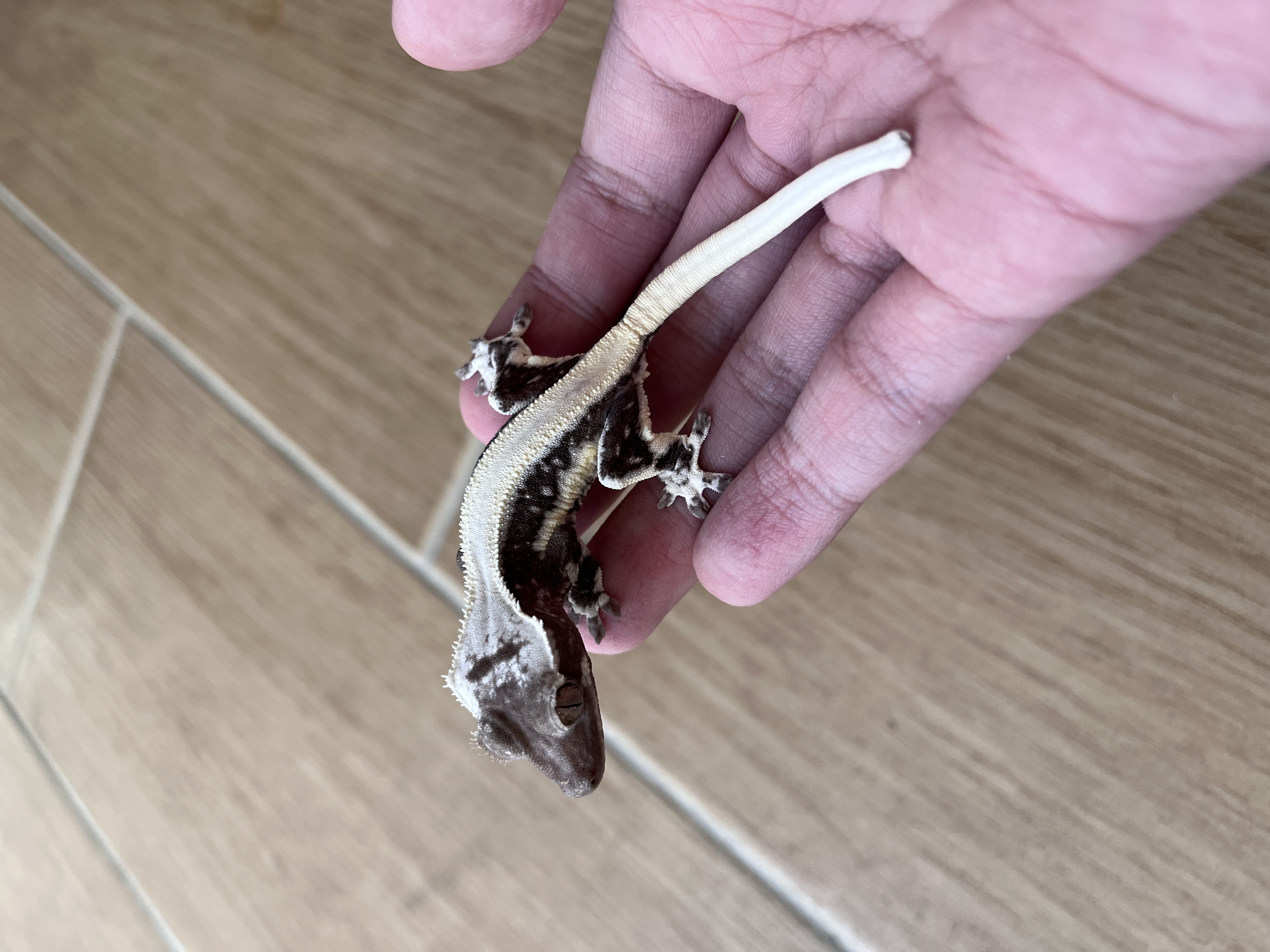 Solid Back Lilly Axanthic Drippy