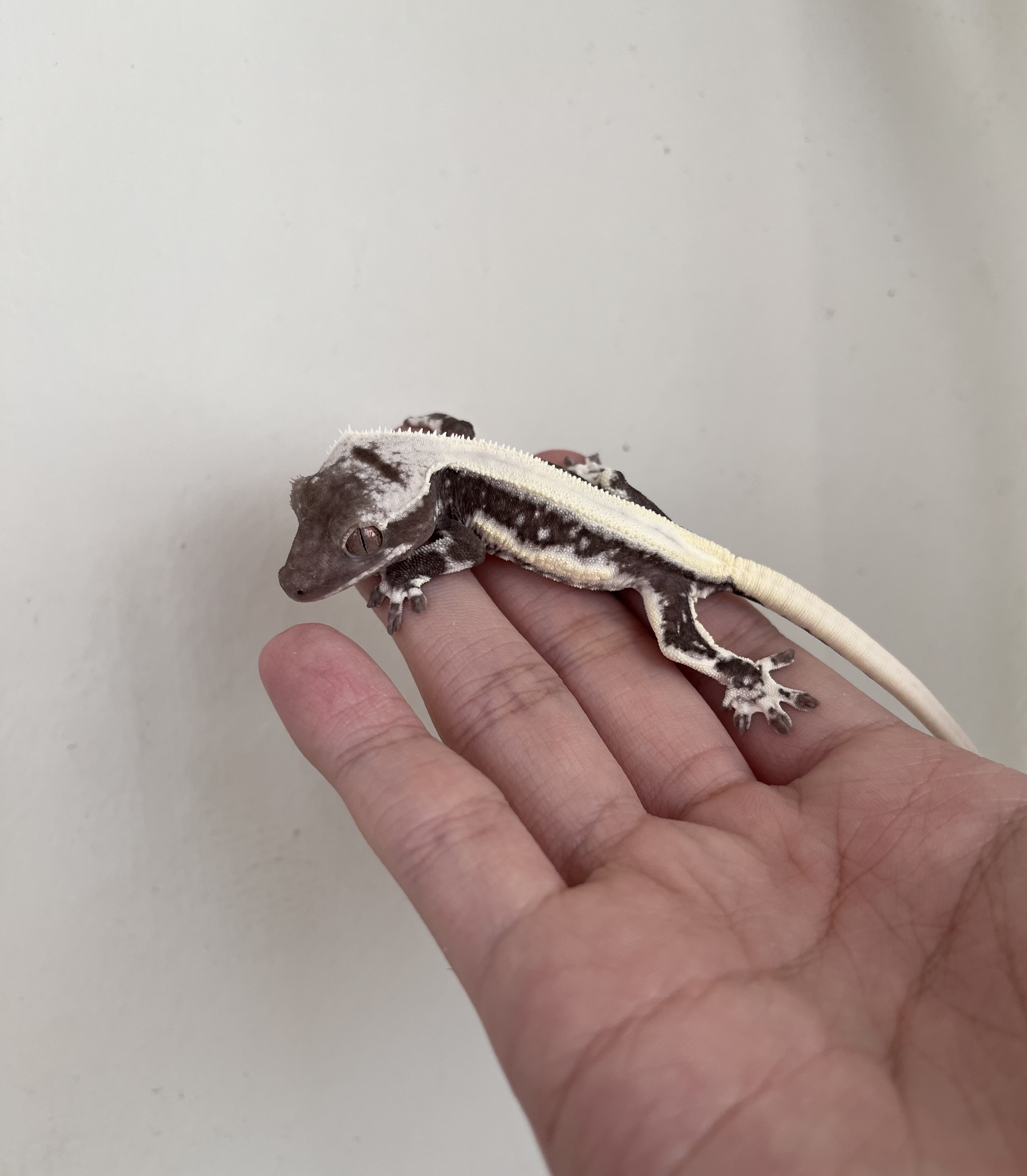 Solid Back Lilly Axanthic Drippy