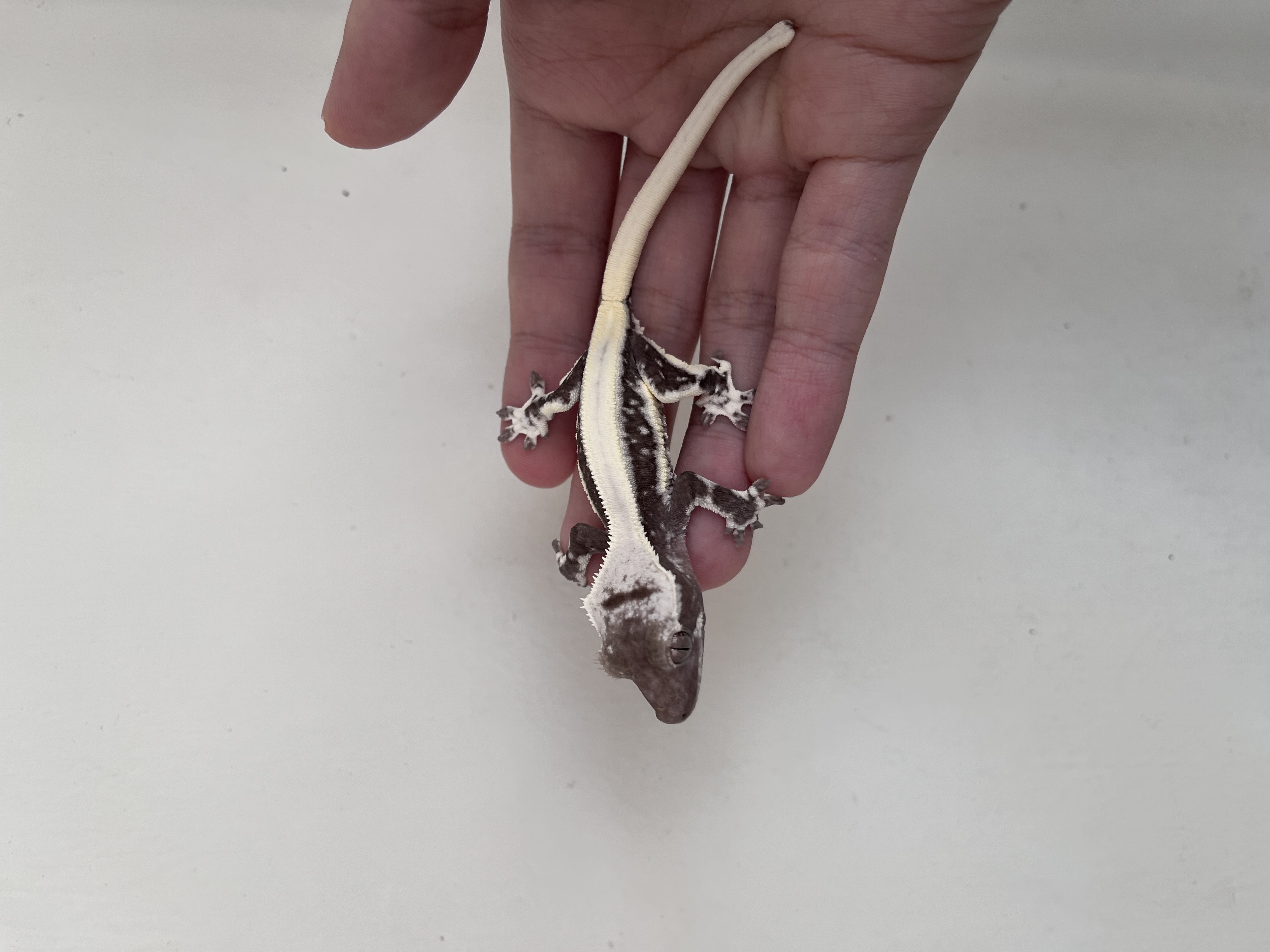 Solid Back Lilly Axanthic Drippy