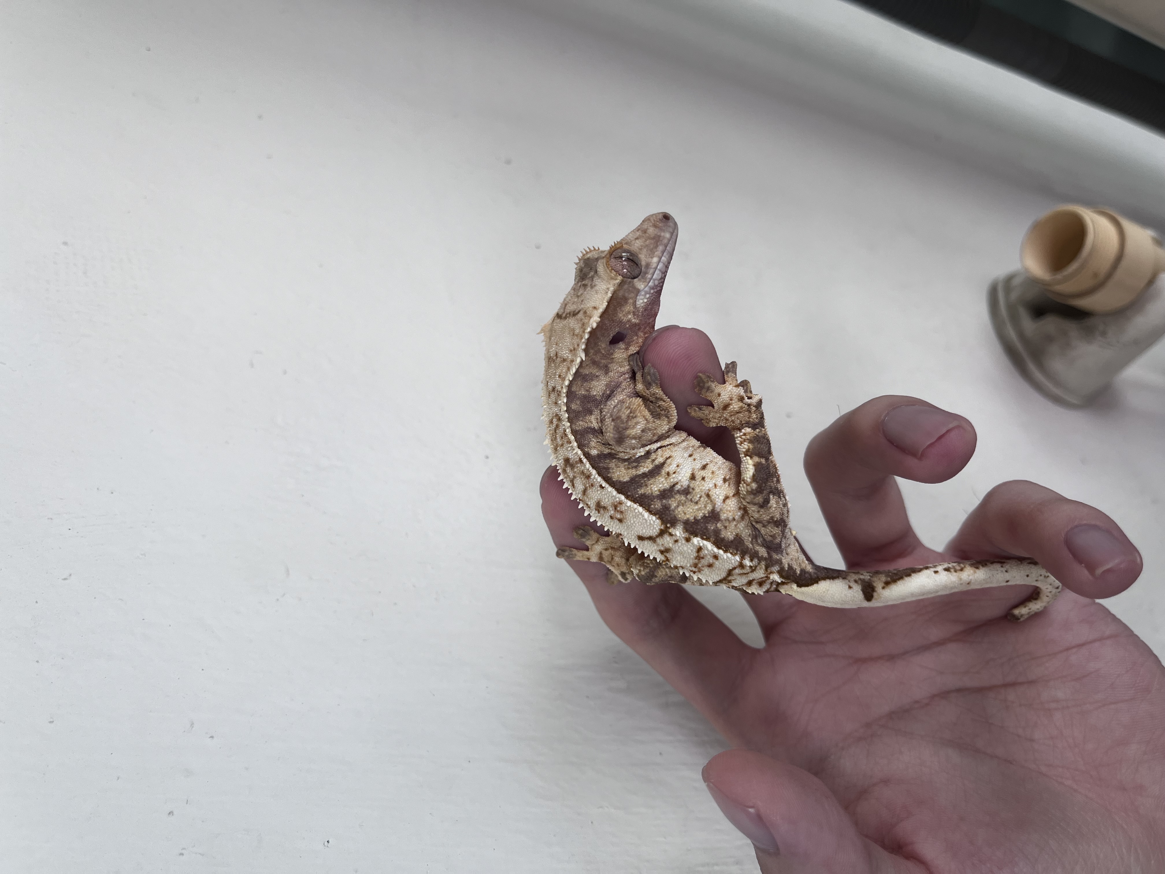 Tri Extreme Harlequin White