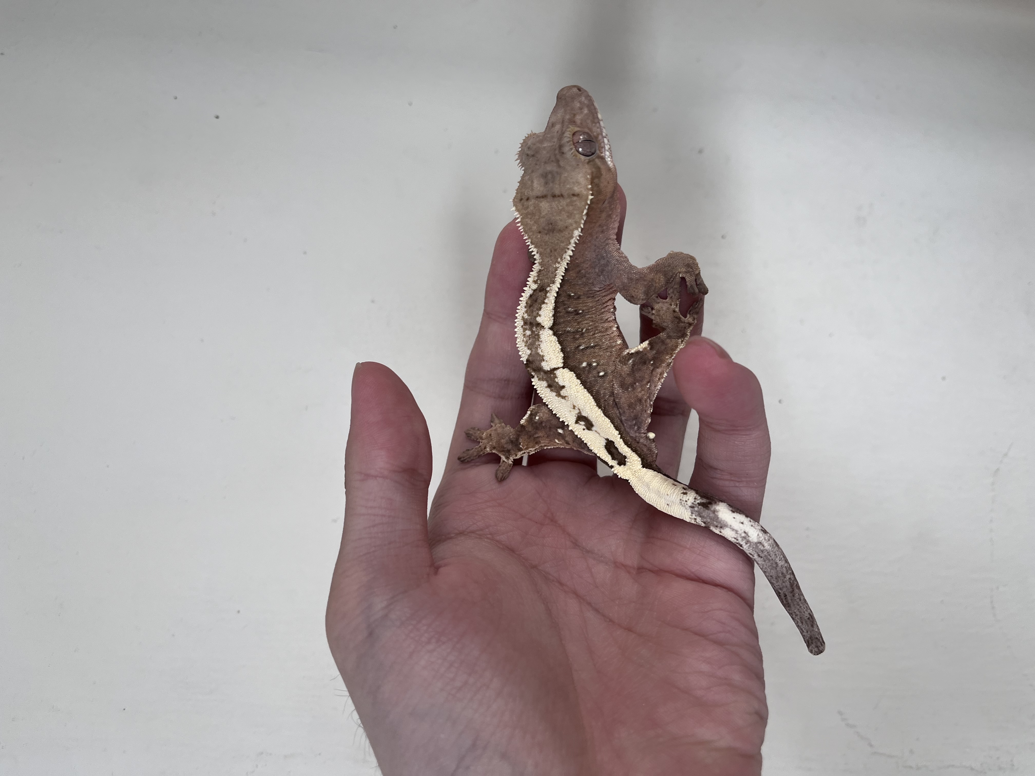 100% Het Axanthic Sable