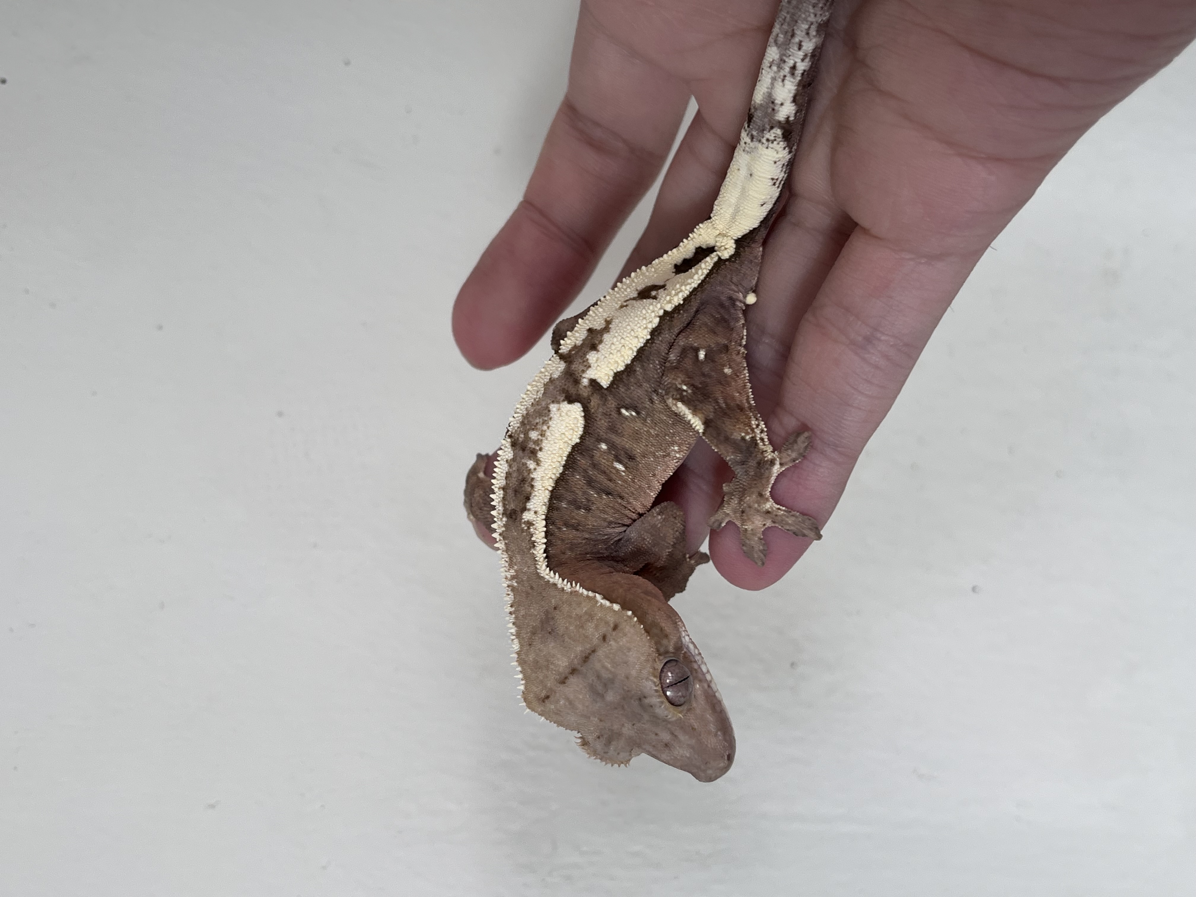 100% Het Axanthic Sable