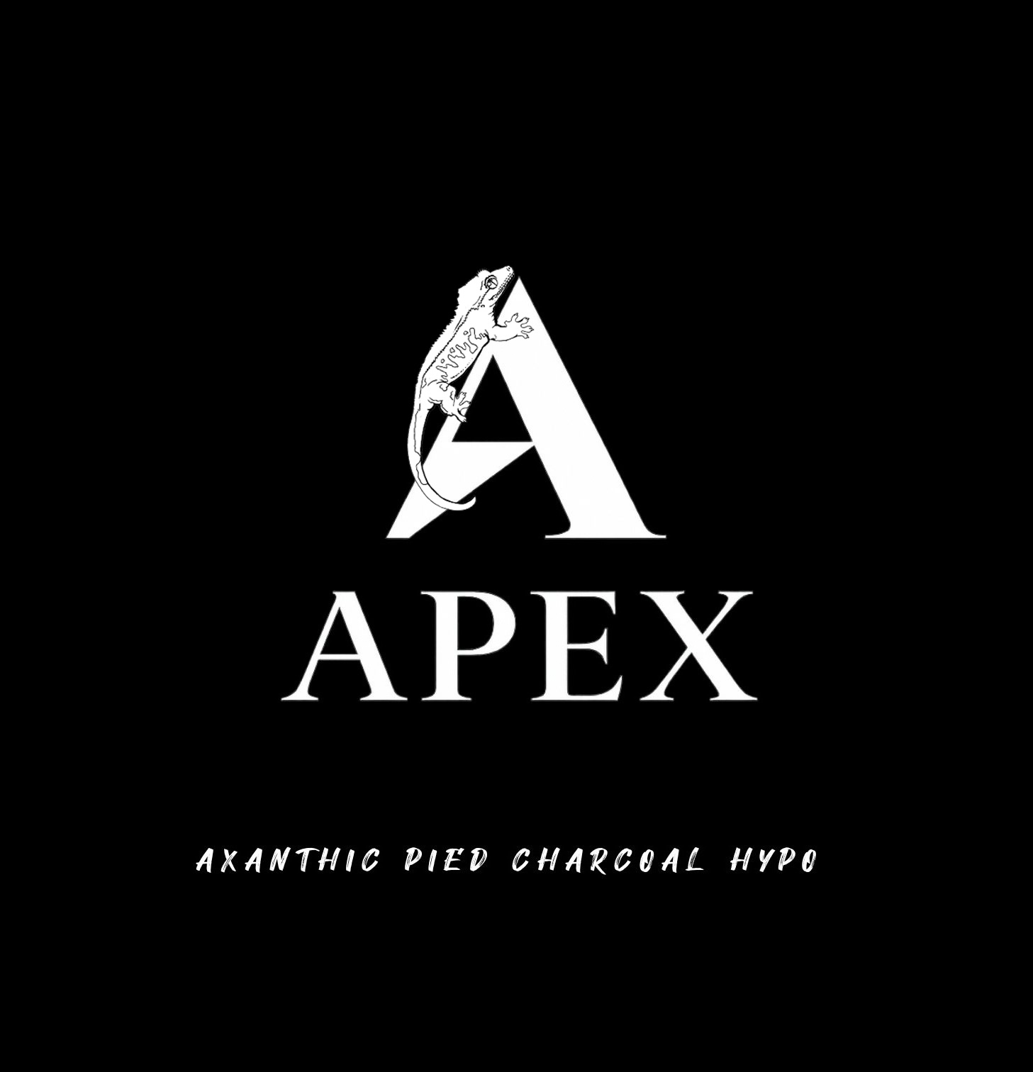 APEX에이팩스