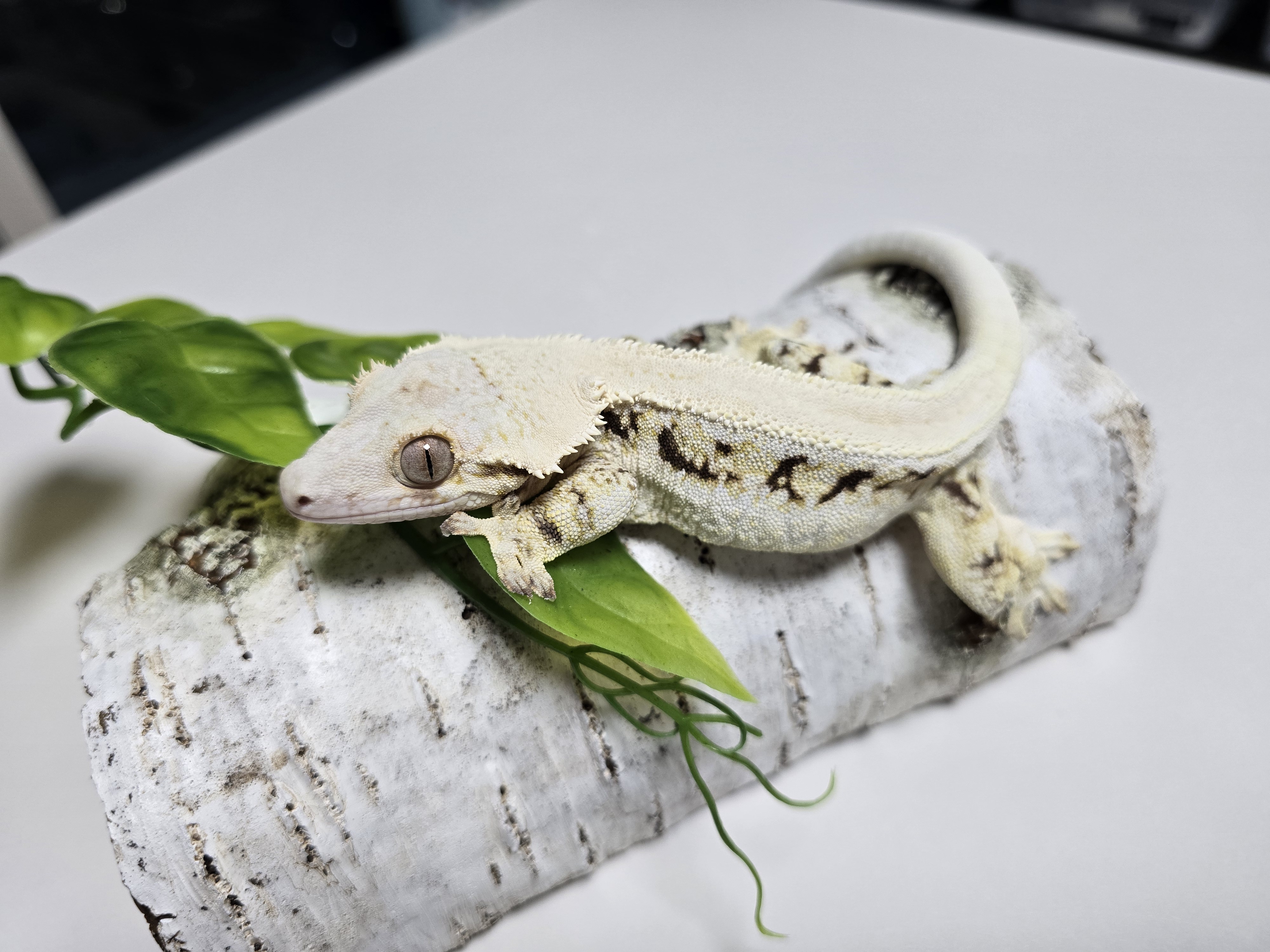 Lilly White Solid Back