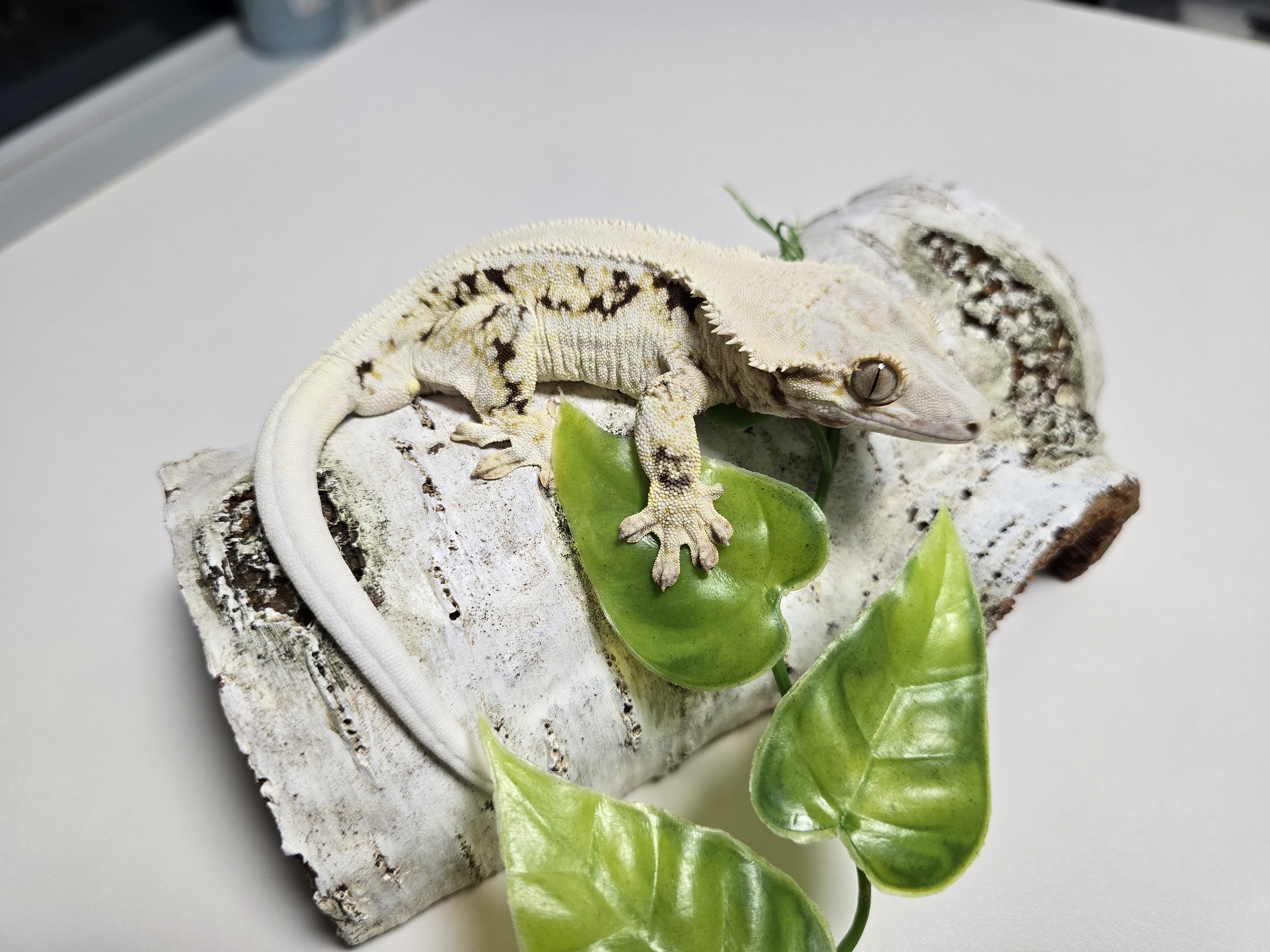 Lilly White Solid Back