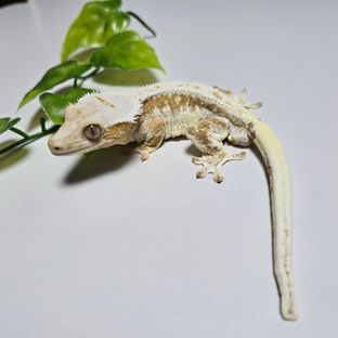 Creamsicle Lilly White