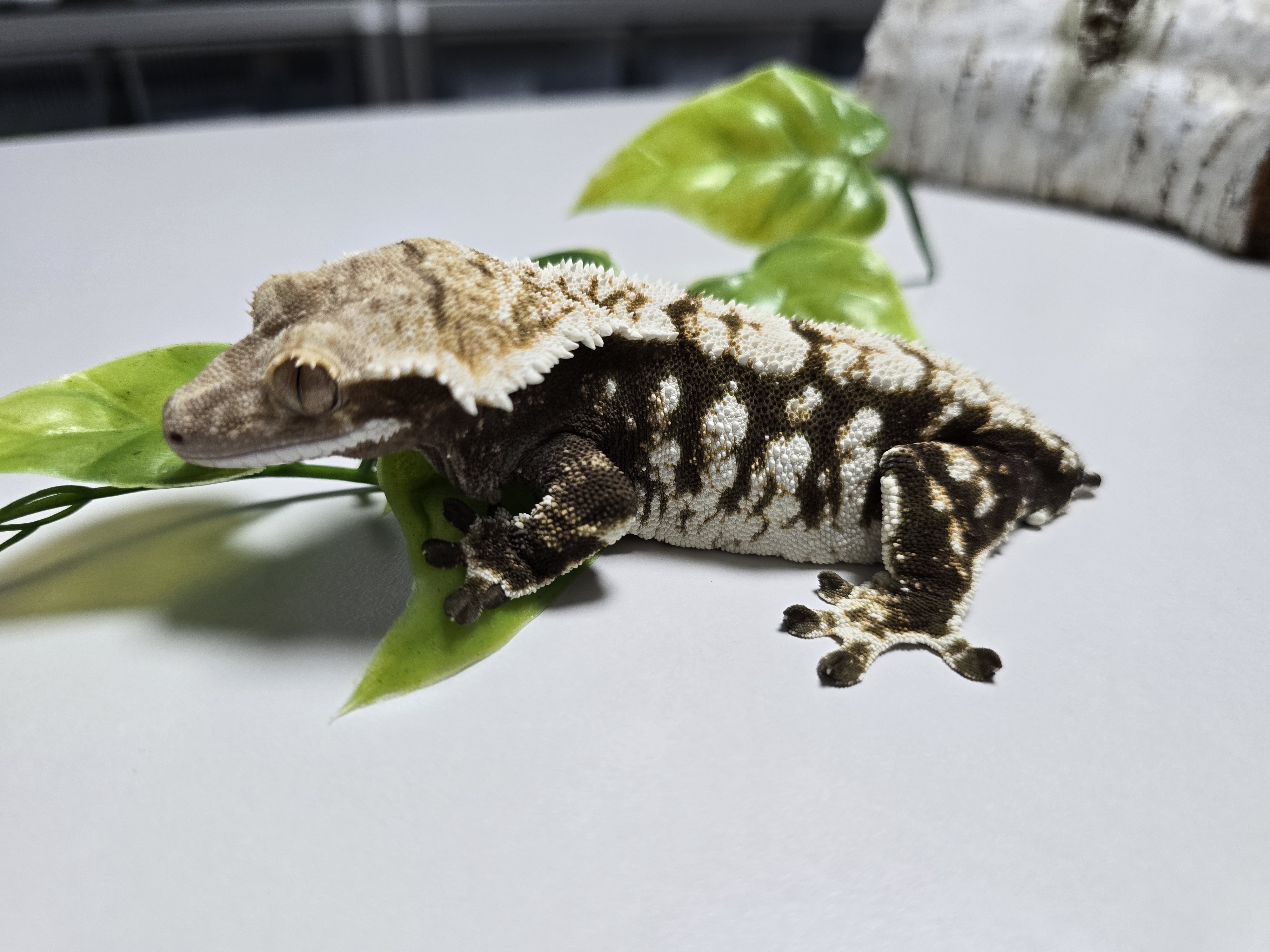 Dark Extreme Harlequin White Pin