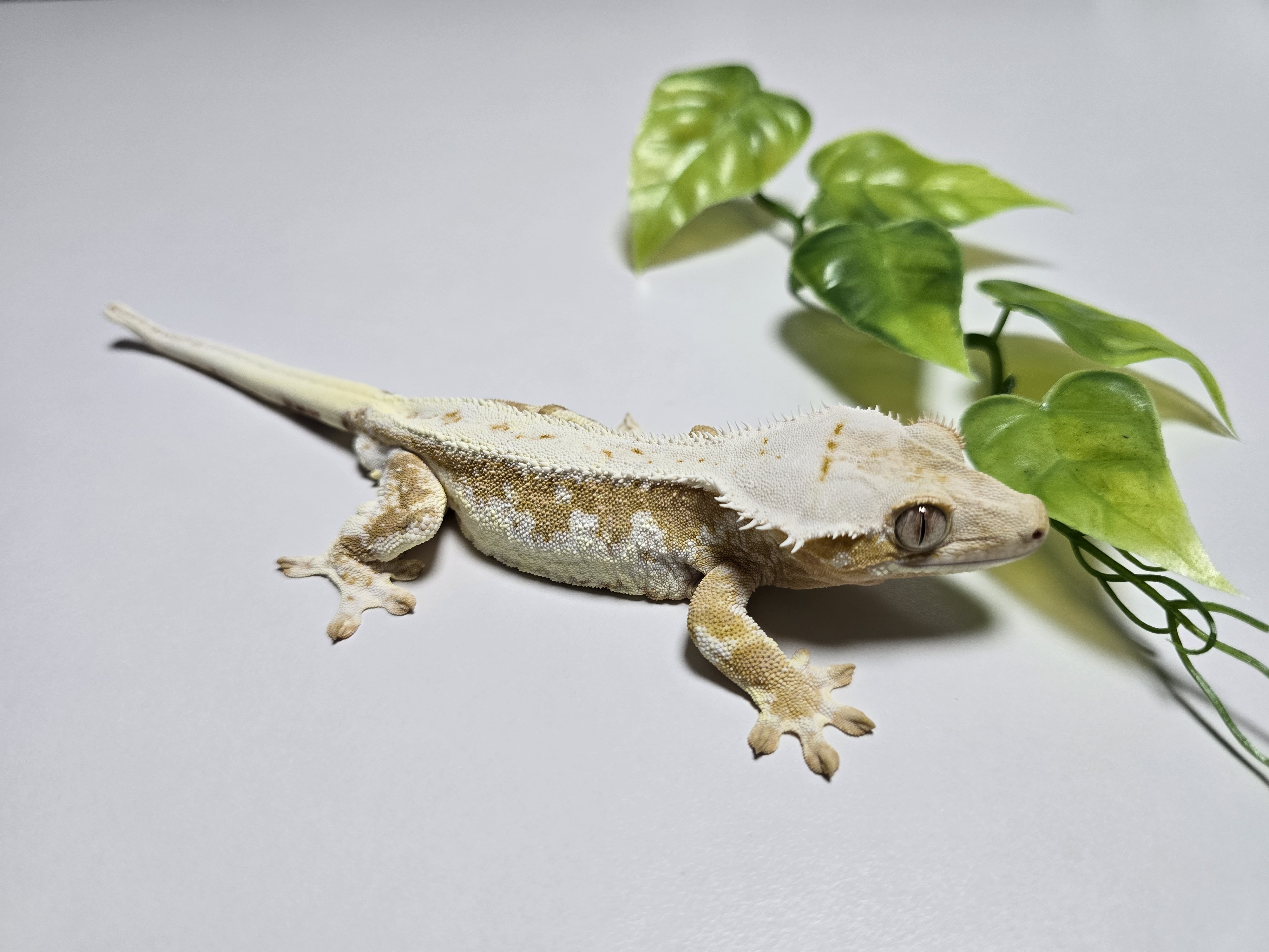 Creamsicle Lilly White