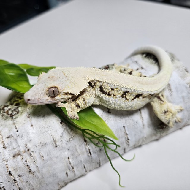 Lilly White Solid Back