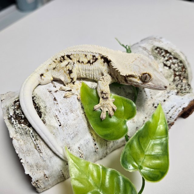 Lilly White Solid Back