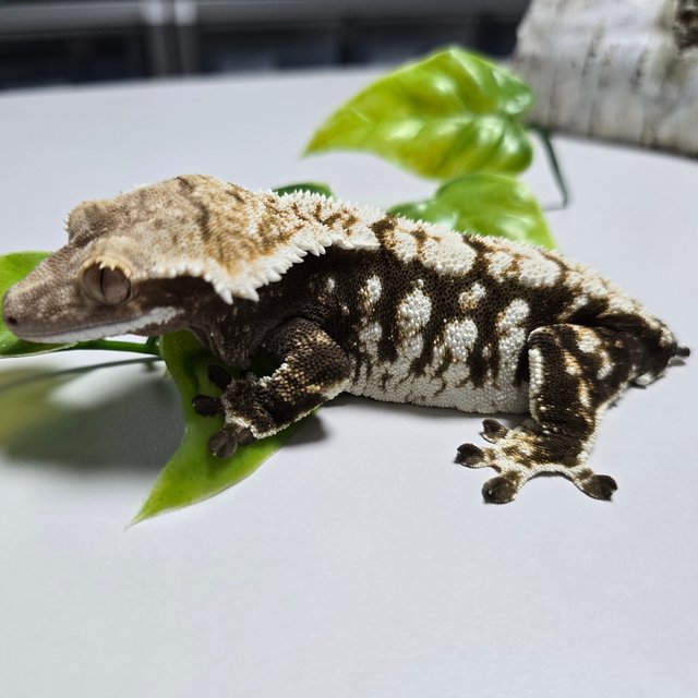 Dark Extreme Harlequin White Pin