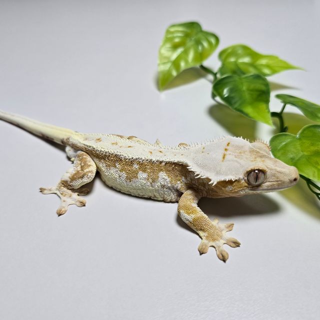 Creamsicle Lilly White