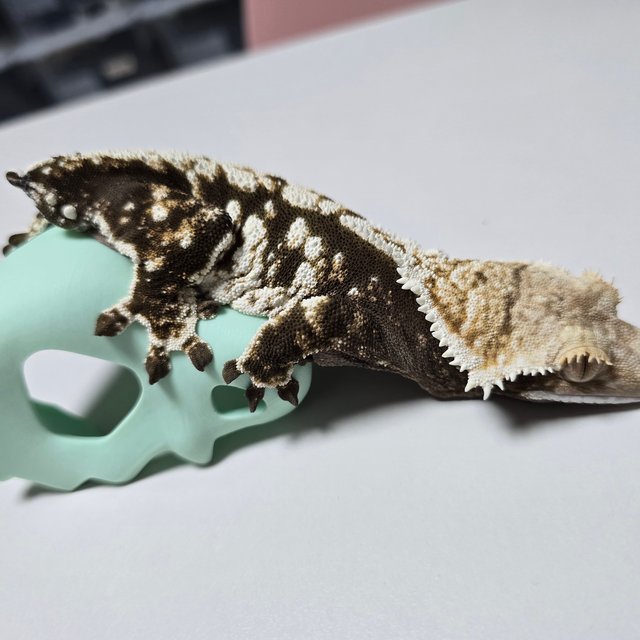 Dark Extreme Harlequin White Pin