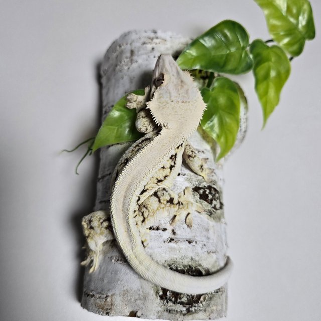 Lilly White Solid Back