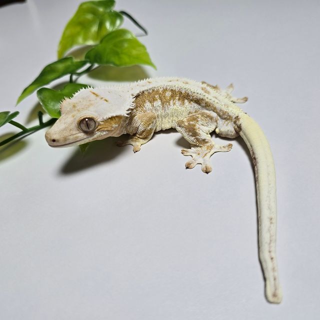 Creamsicle Lilly White