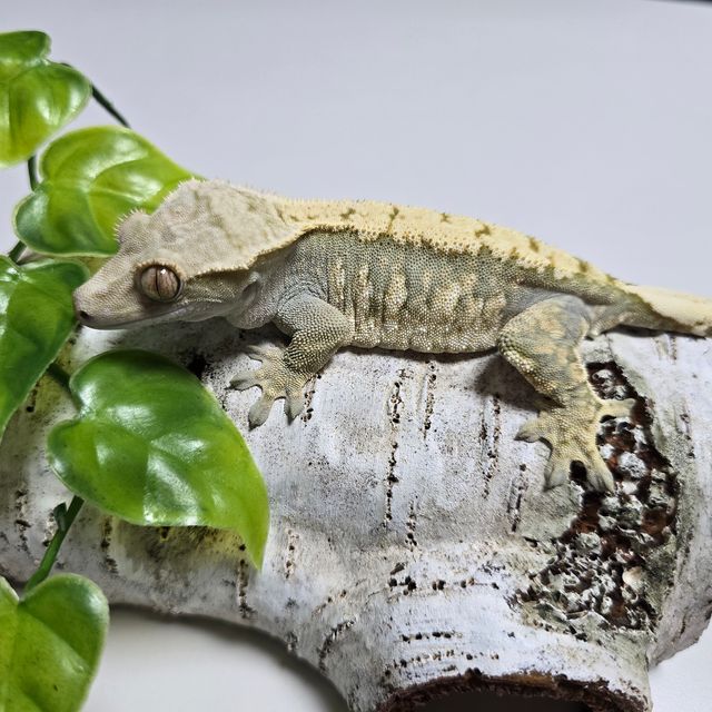 Tri Extreme Harlequin