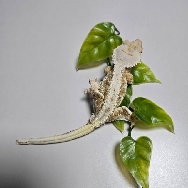 Creamsicle Lilly White