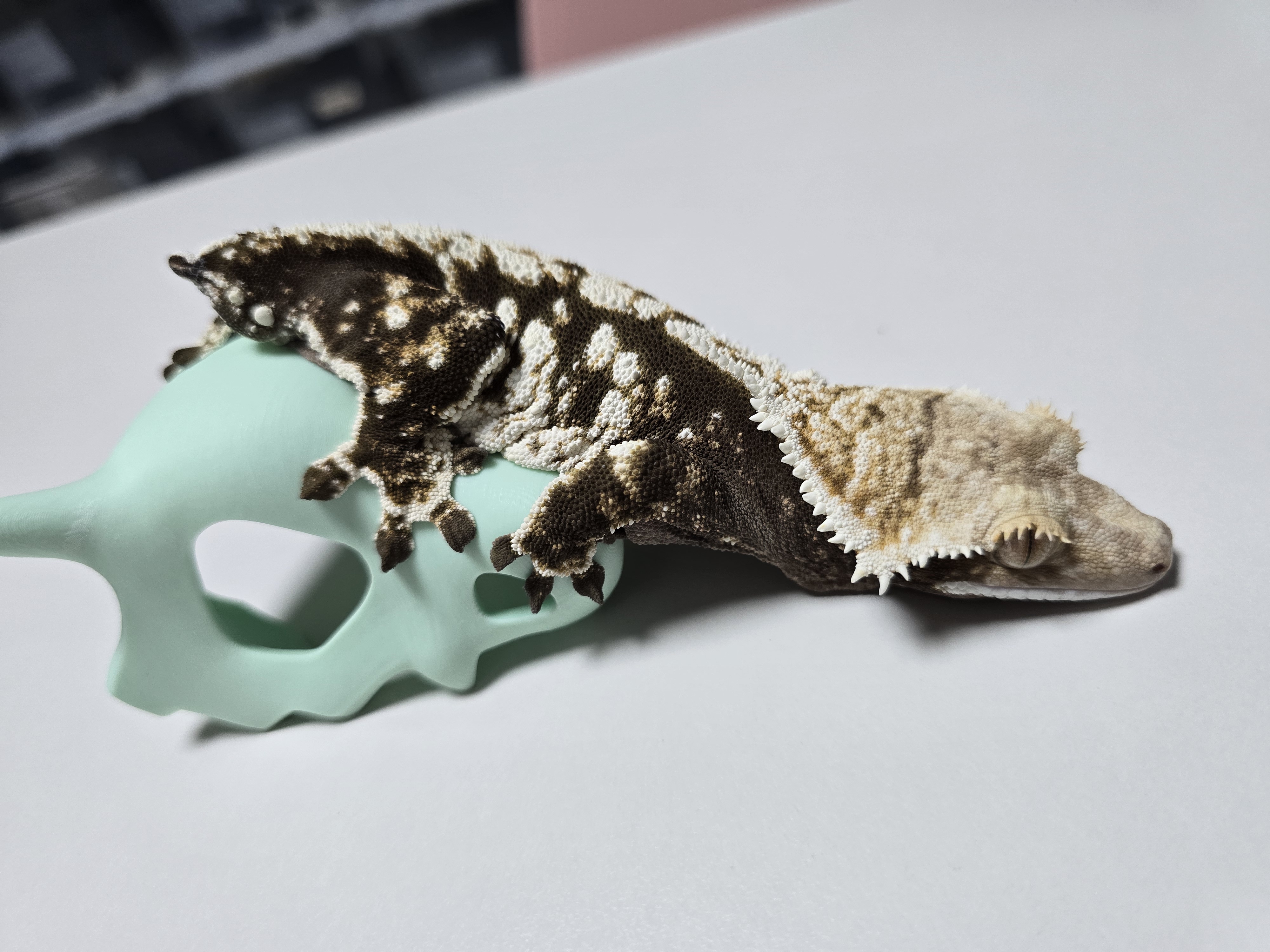 Dark Extreme Harlequin White Pin