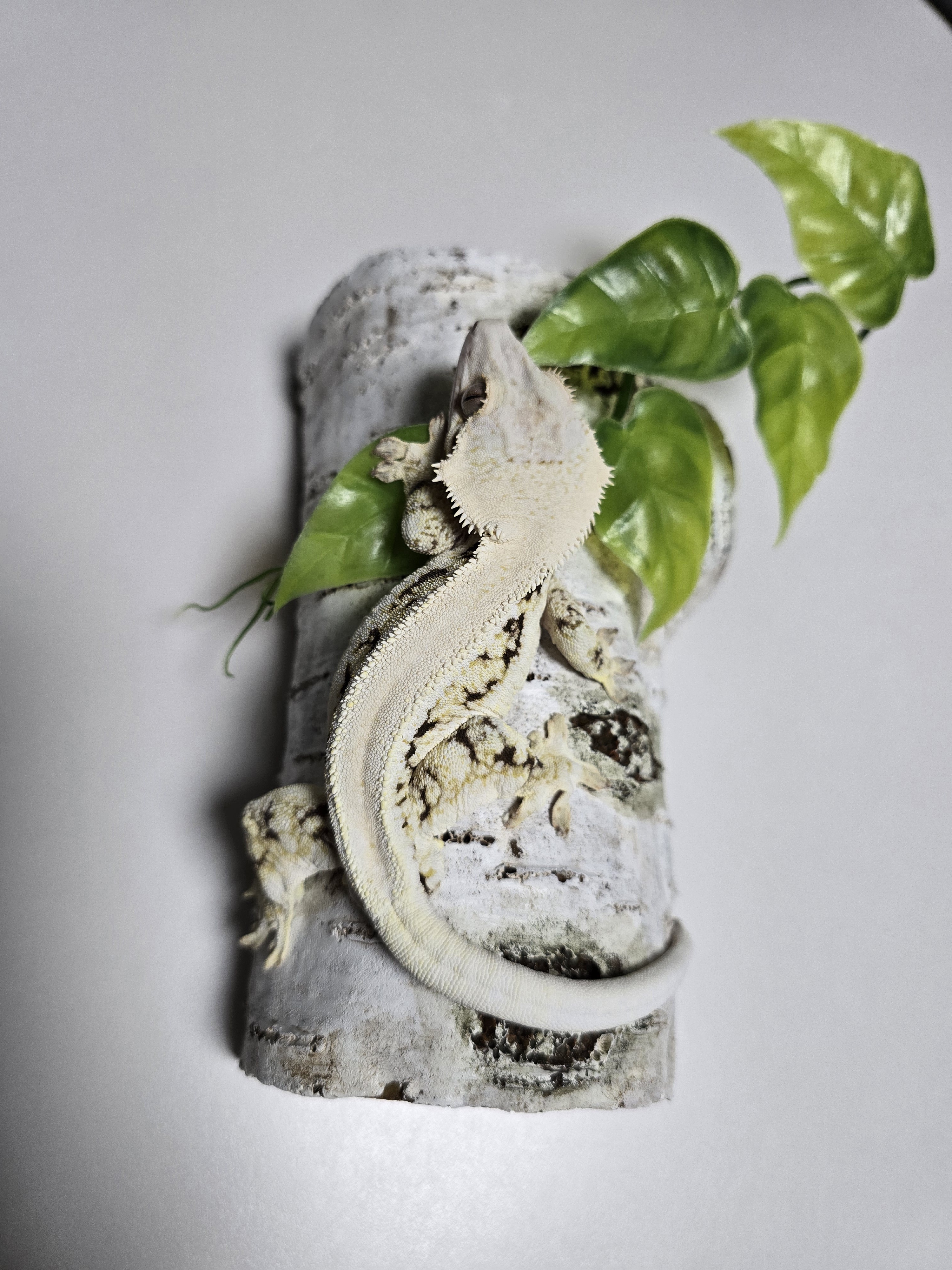 Lilly White Solid Back