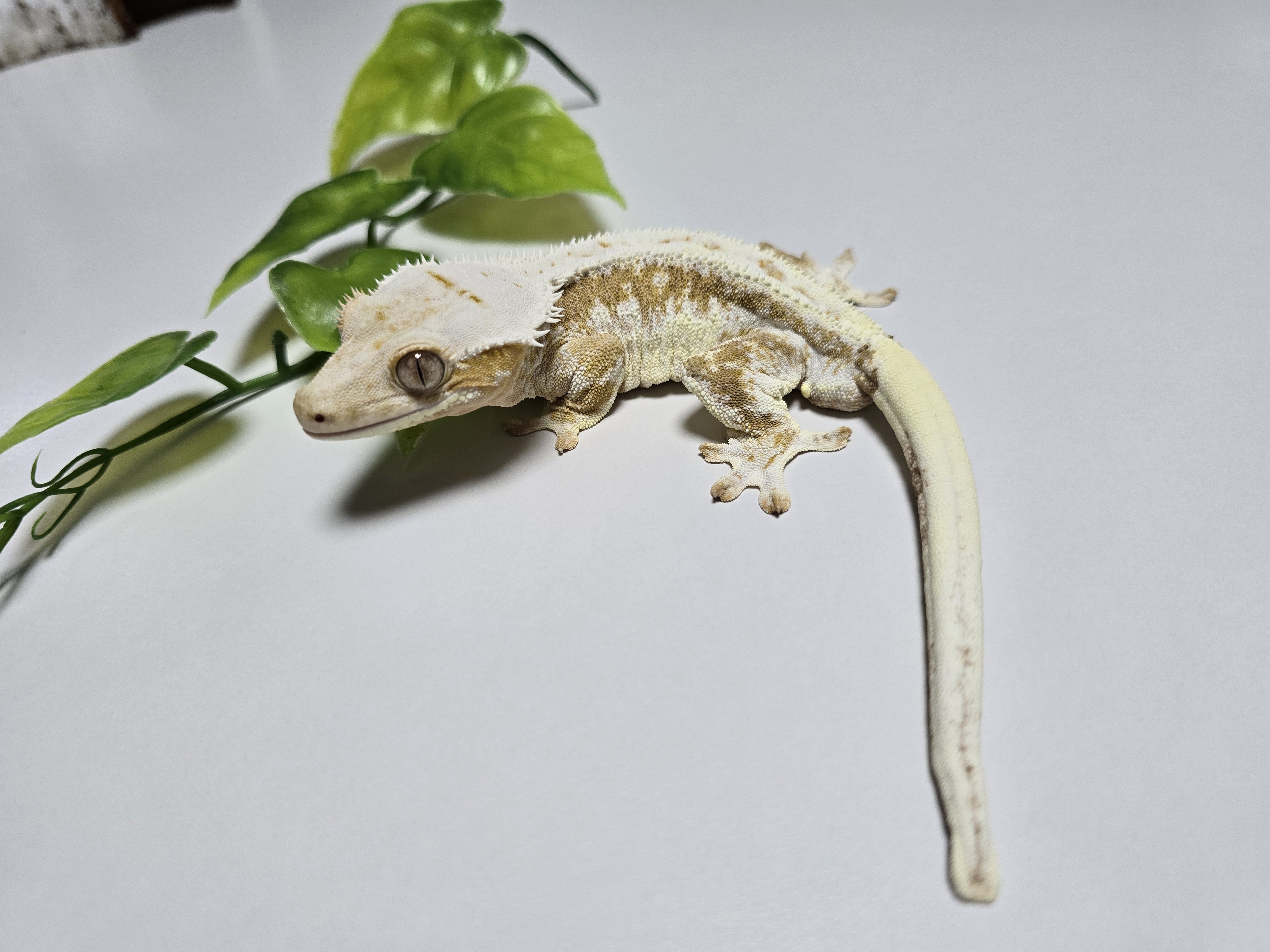 Creamsicle Lilly White