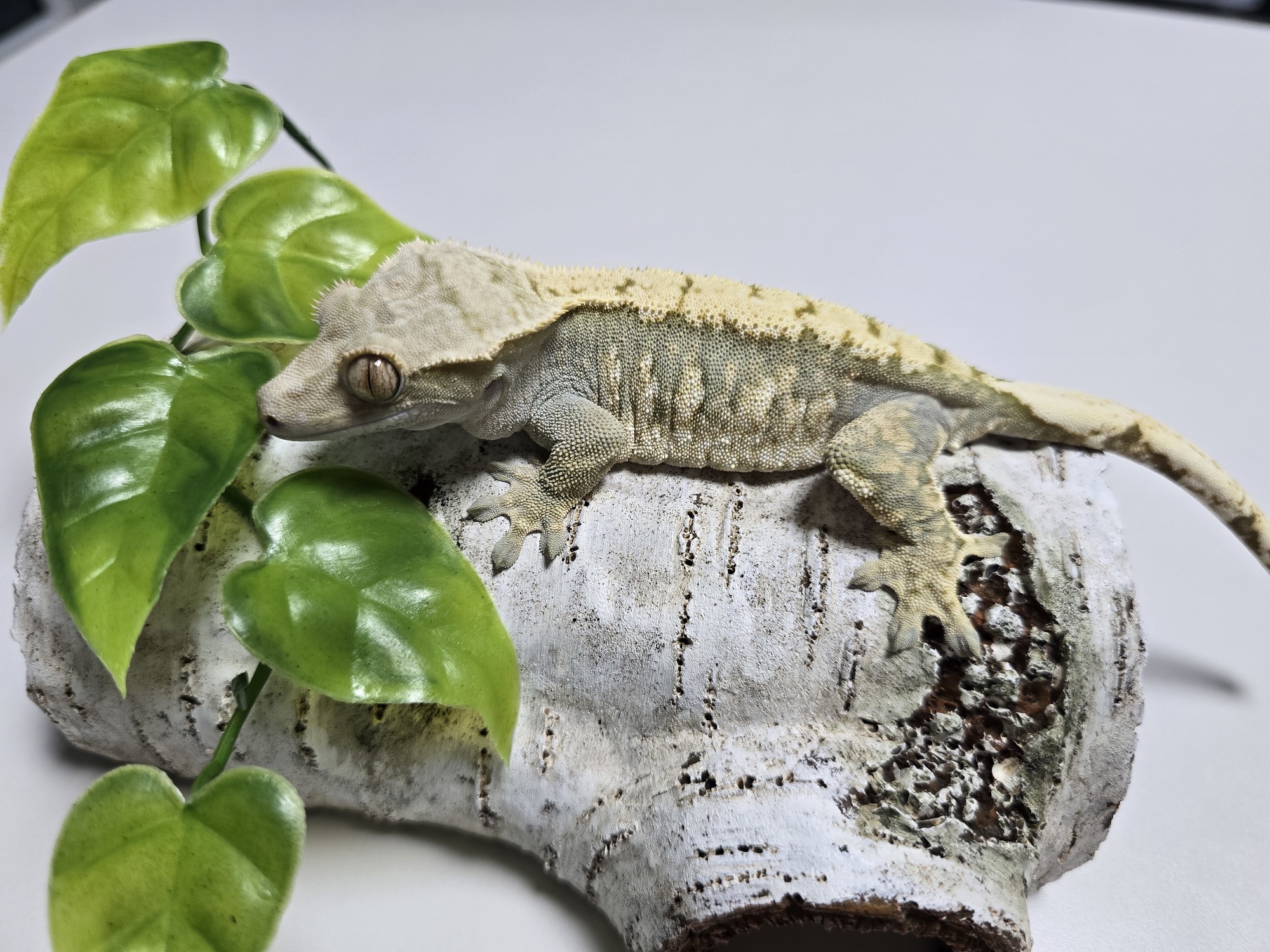 Tri Extreme Harlequin