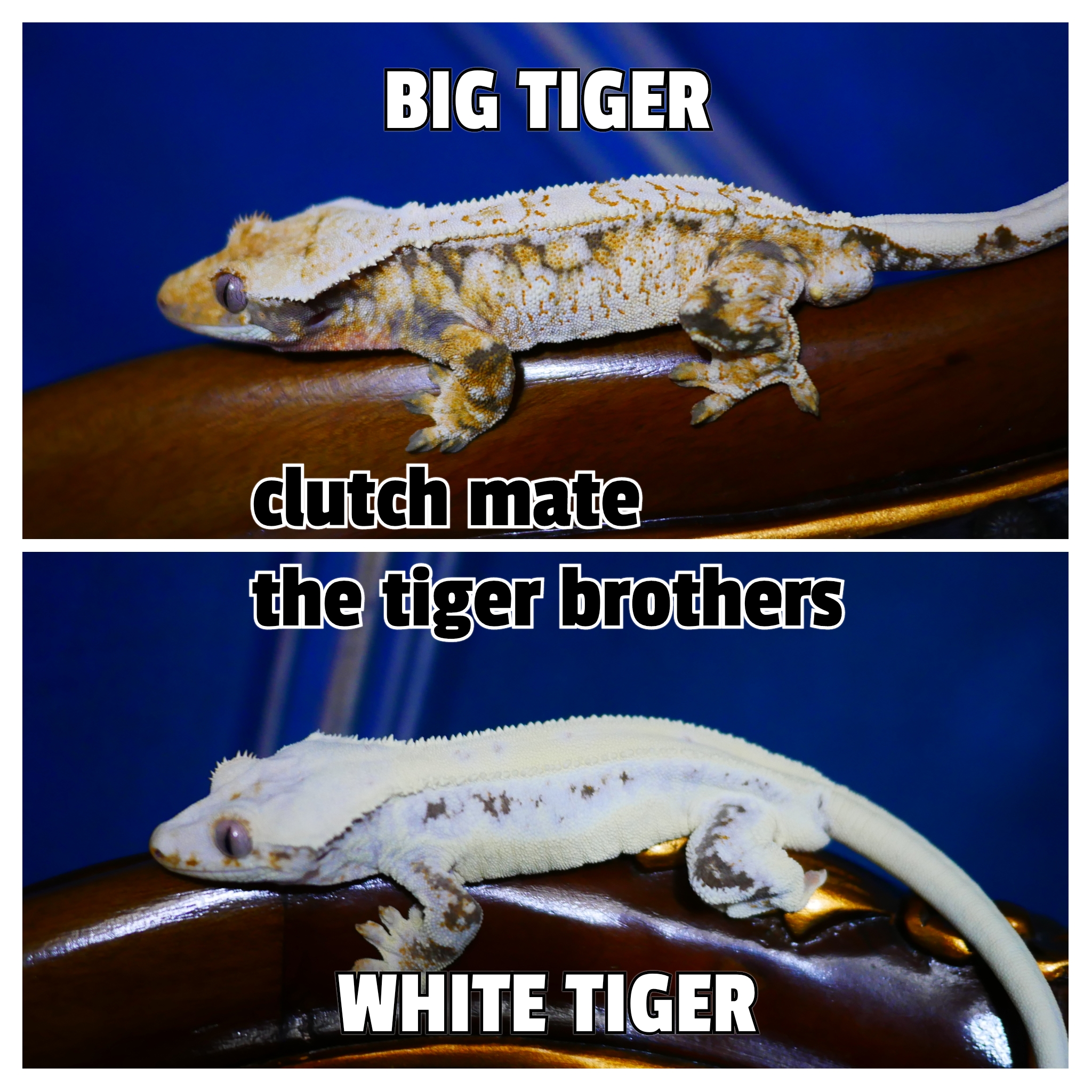 Lilly White Drippy Tri White Spot