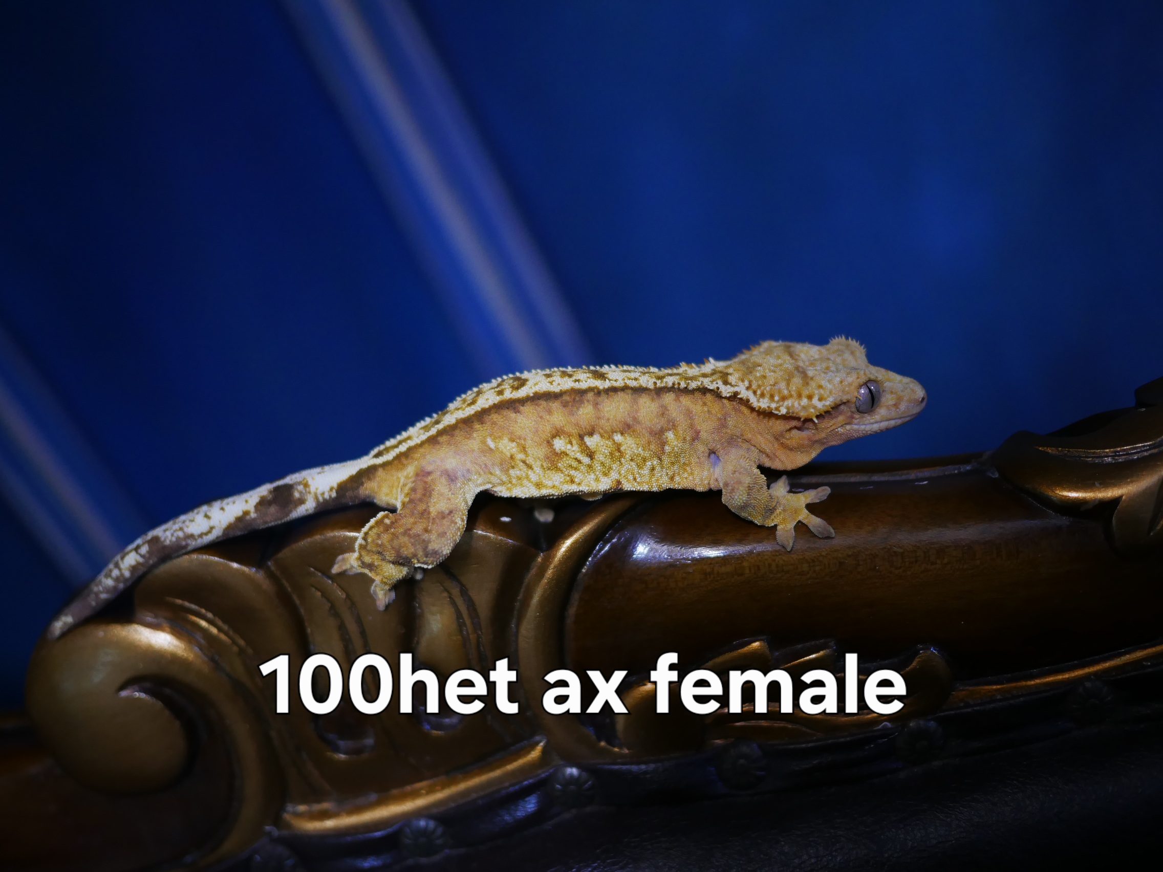 100% Het Axanthic