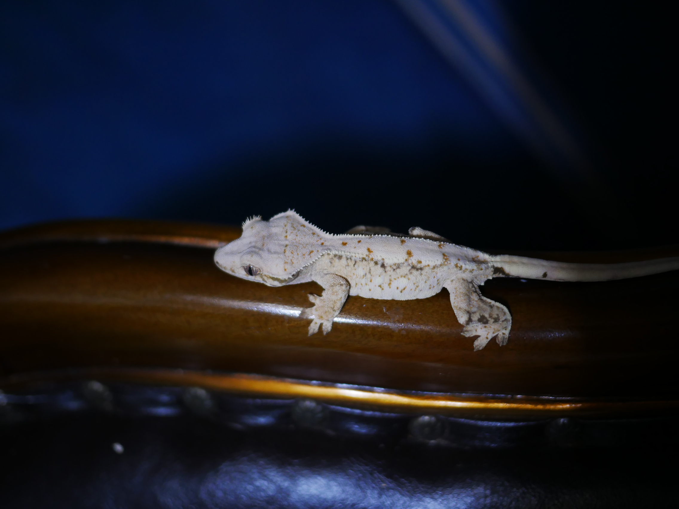 Normal White Spot Harlequin Drippy