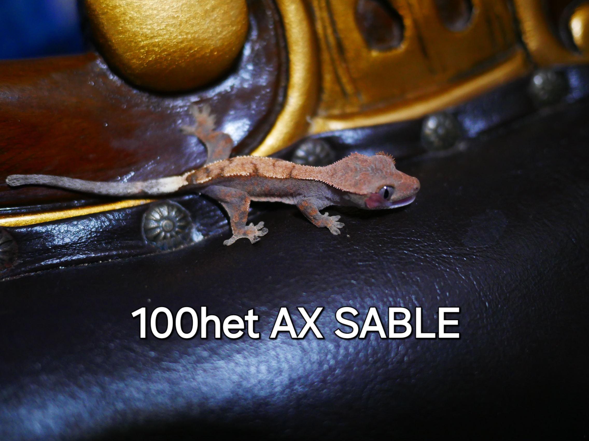 Sable 100% Het Axanthic
