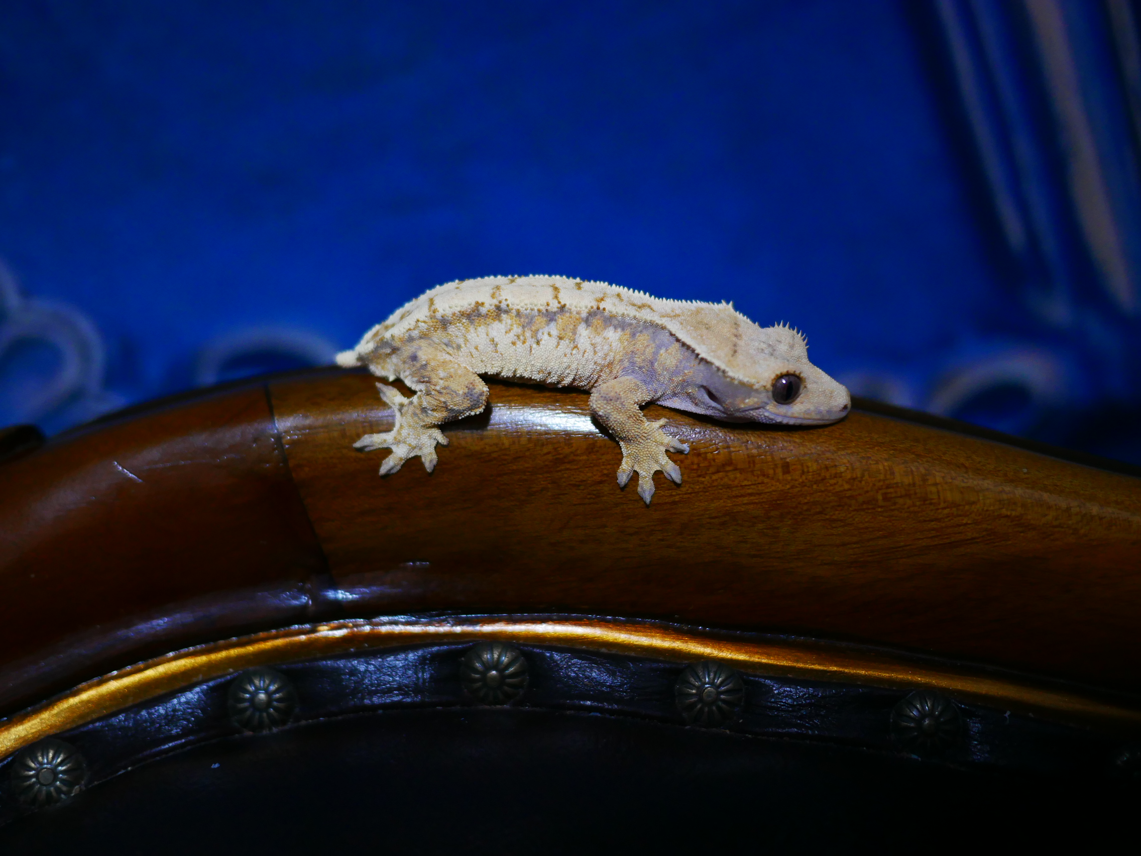 Extreme Harlequin Tri Drippy Normal White Spot