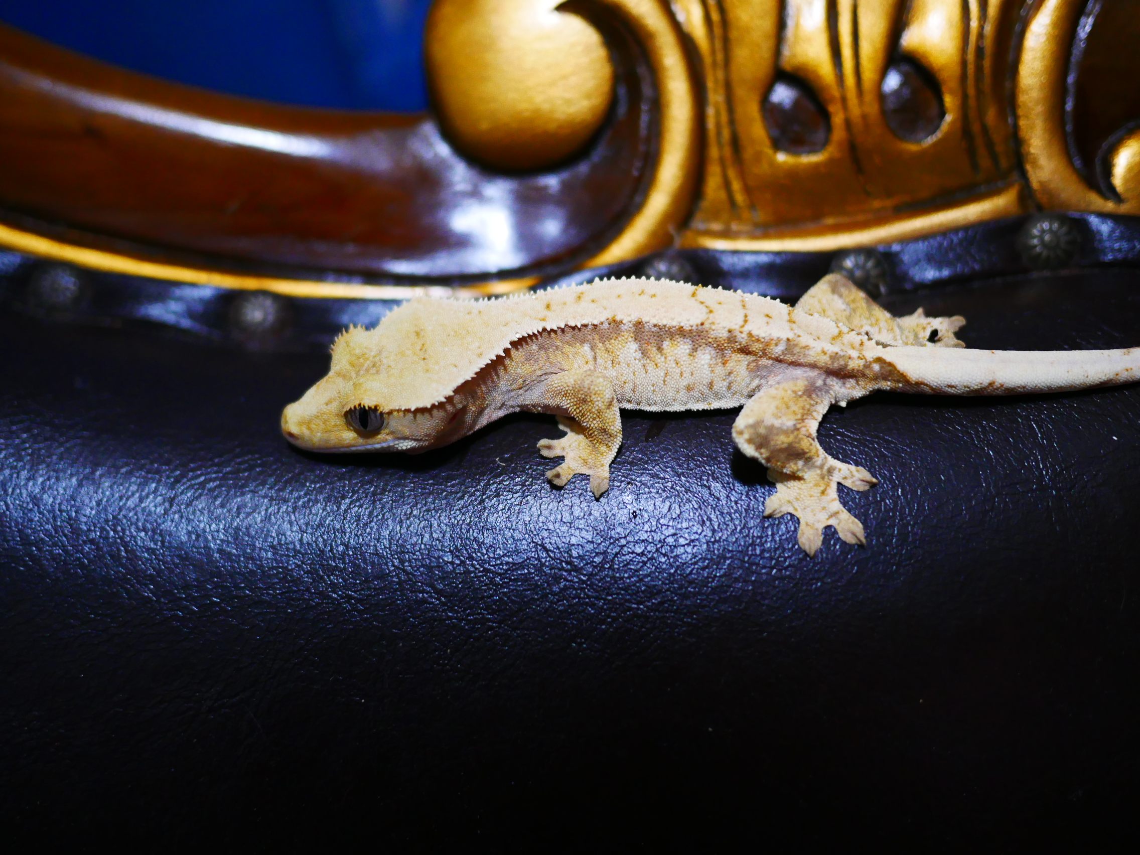 Tri White Spot Drippy Normal Extreme Harlequin